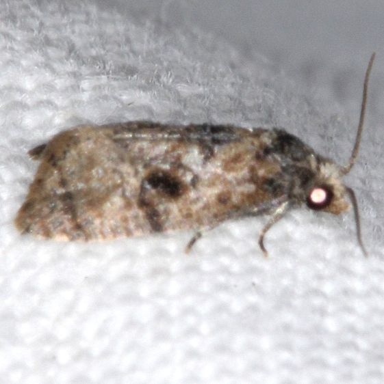 3847.97-Unidentified-Thyraylia-Collier-Seminole-St-Pk-Fl-3-18-25-10