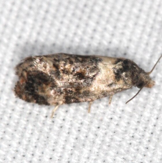 3854 Thyraylia wiscana BG-maybe-cabin210-Natiral bridge St Pk KY 5-25-22