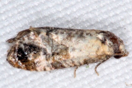 3854-Thyraylia-wiscana-BG-tentative-Thyraylia-wiscana-yard-9-4-23