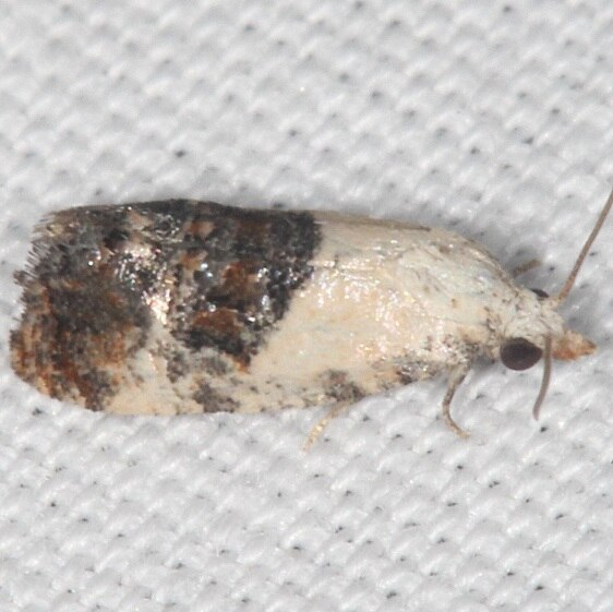 3859-Cochylina-unplaced-glaucofuscana-BG-Paynes-Prairie-St-Pk-Fl-3-8-23