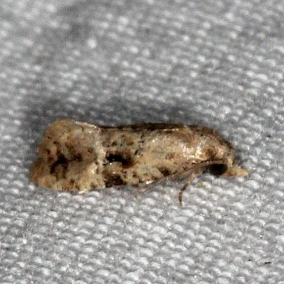3859 glaucofuscana worn Collier-Seminole St Pk 3-3-15