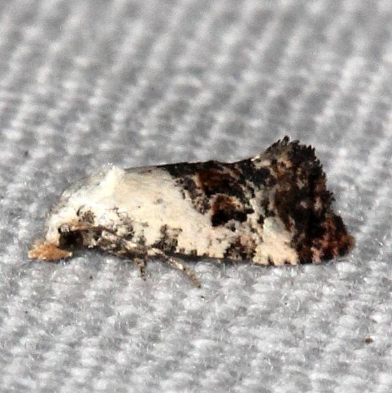 3859.99-Cochylichroa-unplaced-glaucofuscana-BG-Paynes-Prairie-St-Pk-Fl-3-24-25-18