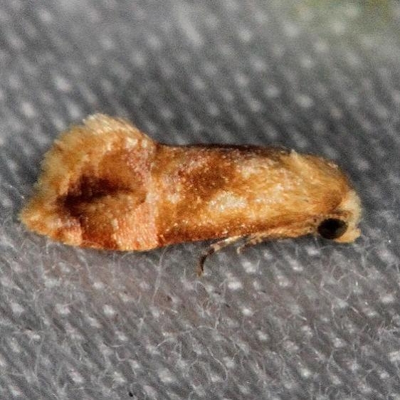 3863.97 Unidentifed Cochylinid Moth Collier Seminole St Pk 2-26-14