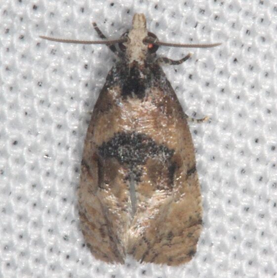 3863.97-Unidentified-Cochylinid-Moth-BG-Collier-Seminole-St-Pk-Fl-3-2-21-2