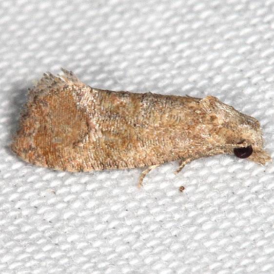 3863.97 Unidentified Cochylinid Moth BG yard 8-18-19