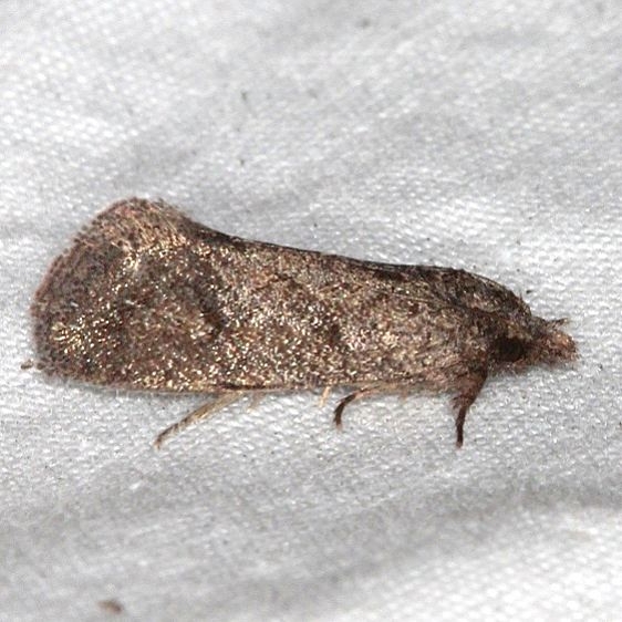 3863.97 Unidentified Cochylinid Moth Jonathan Dickinson St Pk Fl 3-7-17