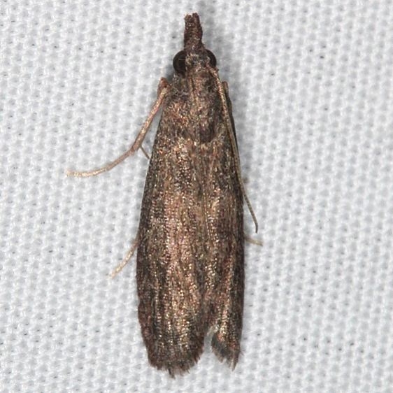 3863.97-Unidentified-Cochylinid-Moth-Jonathan-Dickinson-St-Pk-Fl-3-7-17-6_opt