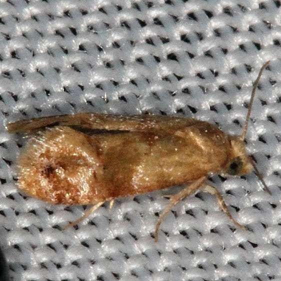 3863.97 Unidentified Cochylinid Moth Lucky Hammock Everglades 2-23-14