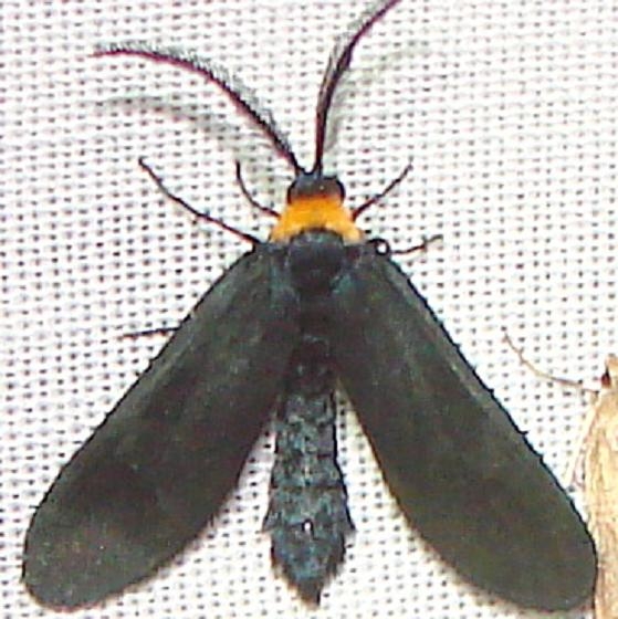 4624 Grapeleaf Skeletonizer Moth Kissimmee Lake St Pk 2-24-12