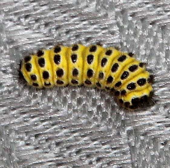 4624 Harrisina americana Grapeleaf Skeletonizer Kildeer Plains Ohio 8-12-15