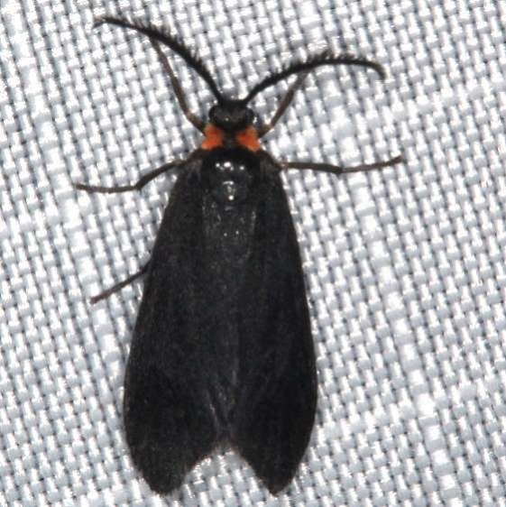 4629 Clemens' False Skeletonizer Moth Copperhead firetower Shawnee St Pk 8-6-16 (154a)_opt