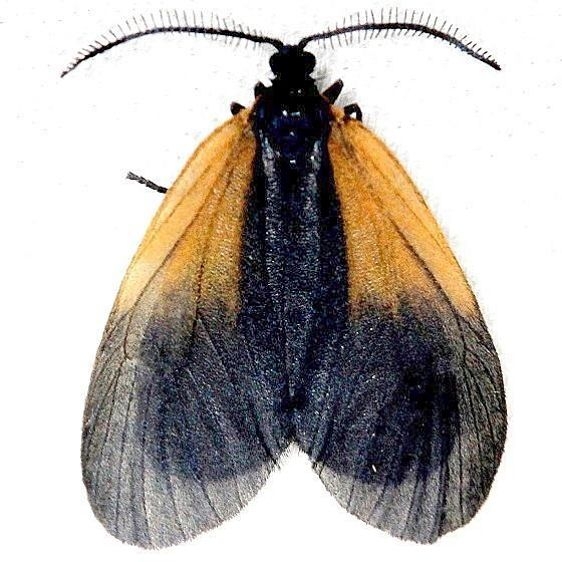 4639 Orange-patch Smoky Moth Shawnee St Pk Oh 6-15-13