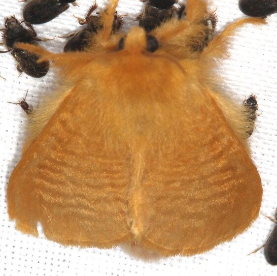 4642-Yellow-Flannel-Moth-Bear-Island-Big-Cypress-Preserve-Fl-3-17-23