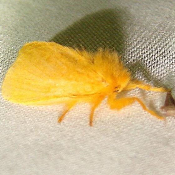 4642 Yellow Flannel Moth Kissimmee Prairie St Pk 3-10-12