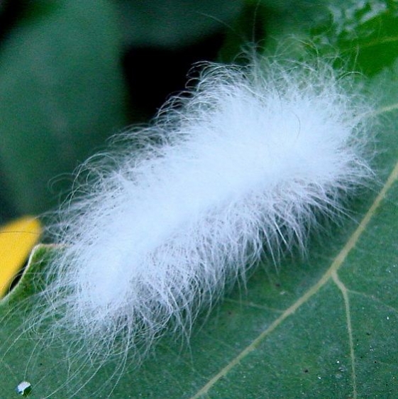 4644 Black Waved Flannel Moth Dorr Run Oh 7-21-10