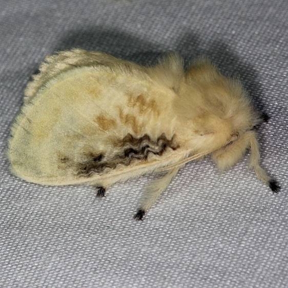 4644 Black-waved Flannel Moth Burr Oak St Pk at cabins Oh 6-27-14