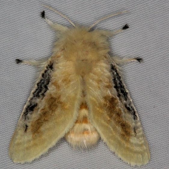 4644 Black-waved Flannel Moth Turkey Lake Shawnee St Pk 6-12-15