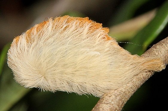 4647 Puss Caterpillar Southern Flannel Moth Torreya St Pk Fl 9-18-18 (3)_opt