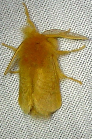 4647 Southern Flannel Moth Kissimmee Prairie St Pk 3-12-11