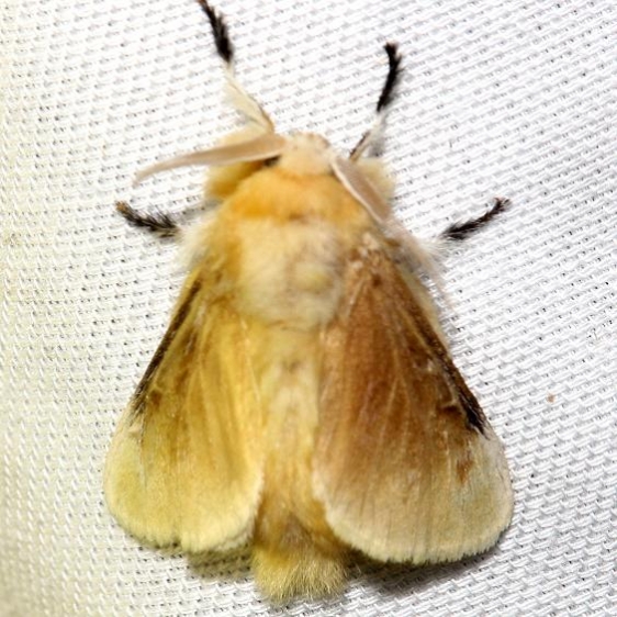 4647 Southern Flannel Moth Lake Kissimmee St Pk Fl 2-27-13