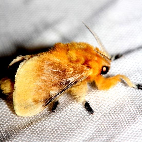 4647 Southern Flannel Moth Lake Kissimmee St Pk Fl 2-26-13