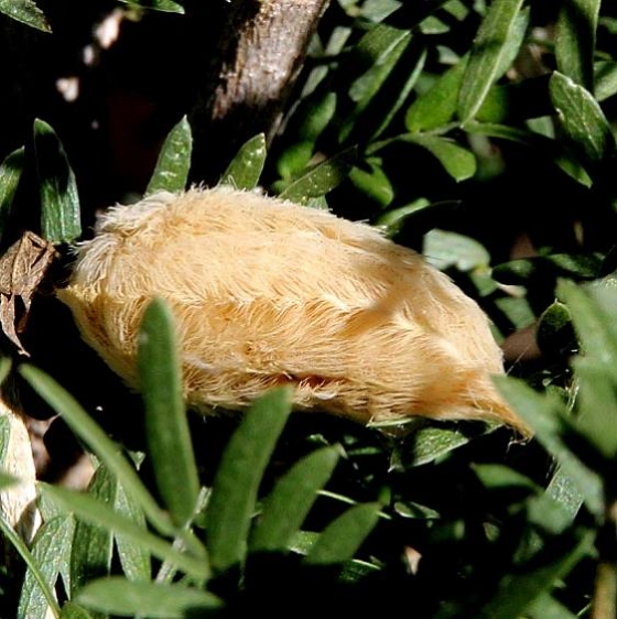 4647 Southern Flannel Moth Puss Caterpillar Jan Dauphin's house Mission Texas 10-29-16_opt
