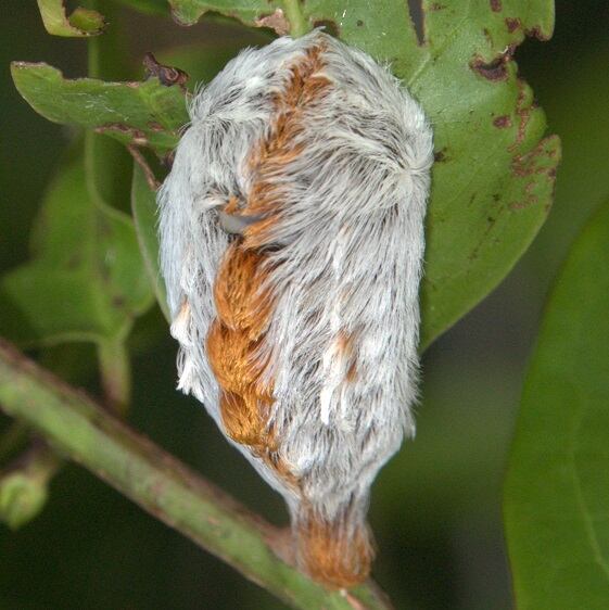 4647-Southern-Flannel-Moth-caterpillar-Collier-Seminole-St-Pk-Fl-1-10-24