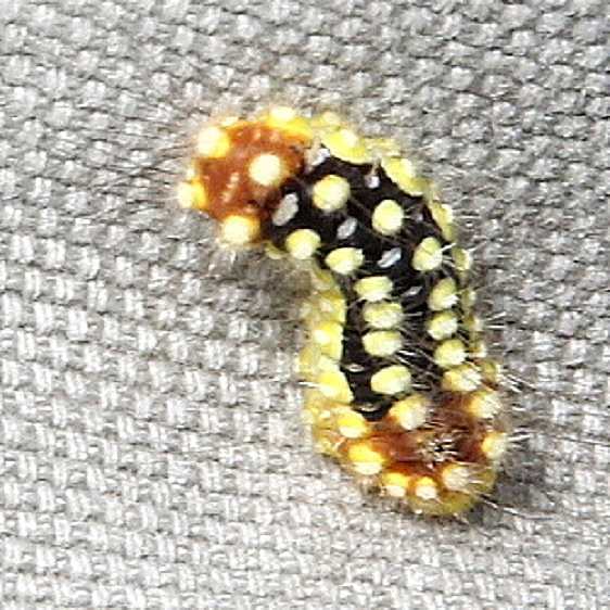 4650 White Flannel Moth Chaparrel Prairie Adams Co 8-22-19