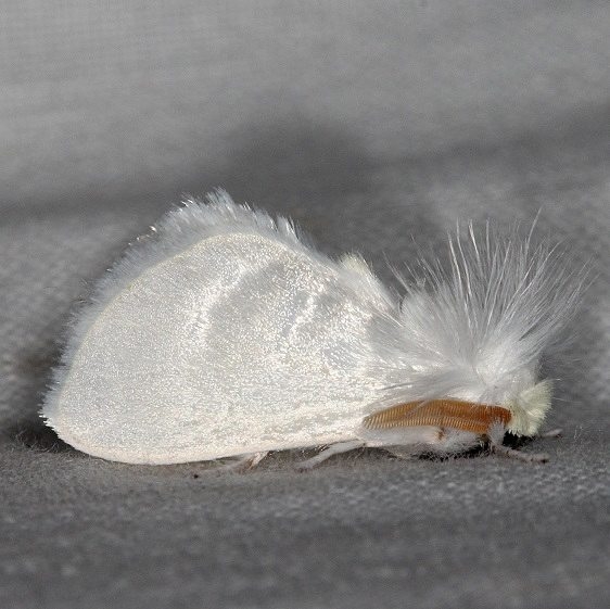 4650 White Flannel Moth Copperhead firetower Shawnee St Pk 8-6-16 (149a)_opt