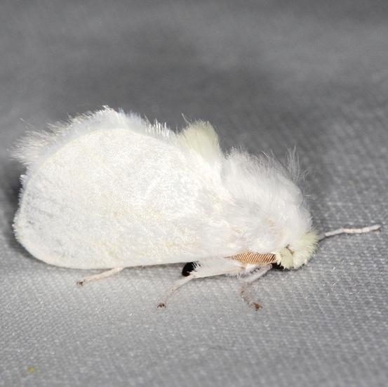 4650 White Flannel Moth yard 7-26-13