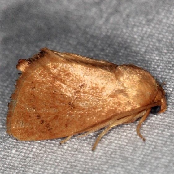 4653 Red-crossed Button Slug Moth Burr Oak St Pk at lodge Oh 6-28-14