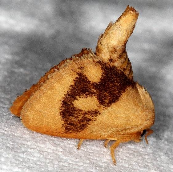 4654 Abbreviated Button Slug Moth Copperhead firetower Shawnee St Pk 8-6-16 (67a)_opt