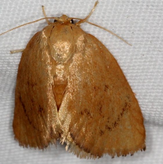 4654 Abbreviated Button Slug Moth Copperhead firetower Shawnee St Pk 8-6-16 (9a)_opt