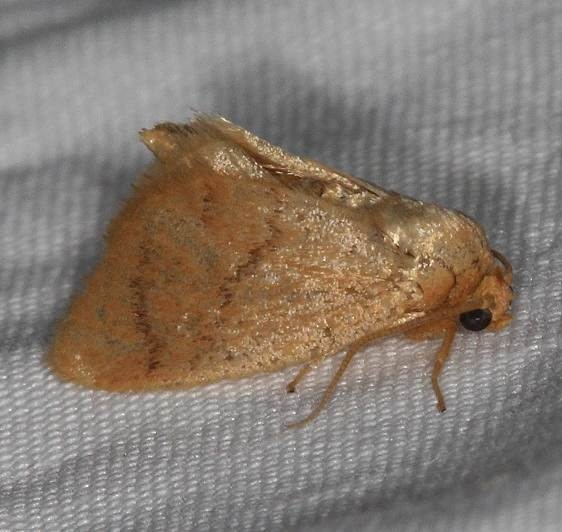 4654 Abbreviated Button Slug Moth Lake of the Woods Ontario 7-21-16 (76a)_opt