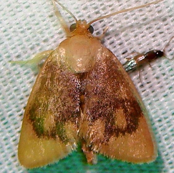 4654 Abbreviated Button Slug Moth Oak Openings Oh 7-16-10