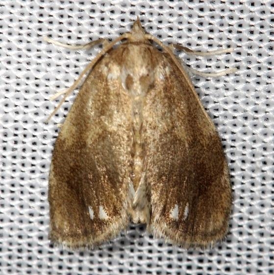 4659 Jeweled Tailed Slug Moth Thunder Lake Mich UP 6-24-13