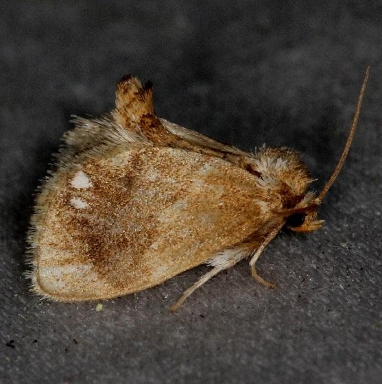 4659 Jeweled tailed Slug Moth Thunder Lake UP Mich 6-23-13