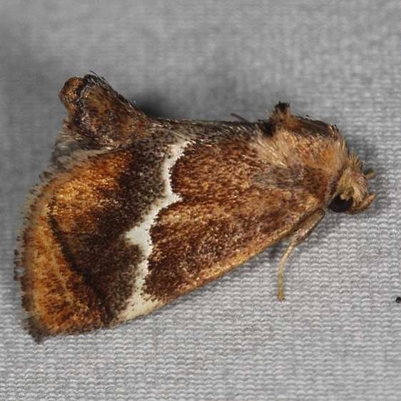 4665 Yellow-shoulderd Slug Moth yard 6-16-14