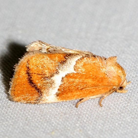 4665 Yellow-shouldered Slug Moth yard 5-19-12