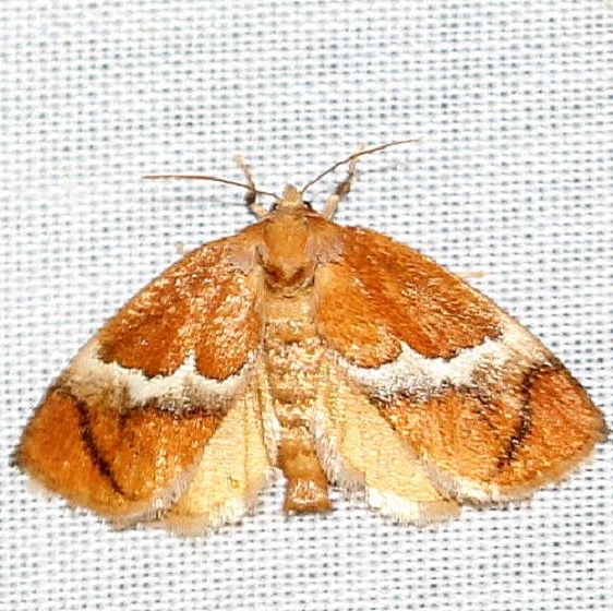 4665 Yellow-shouldered Slug Moth yard 5-19-12