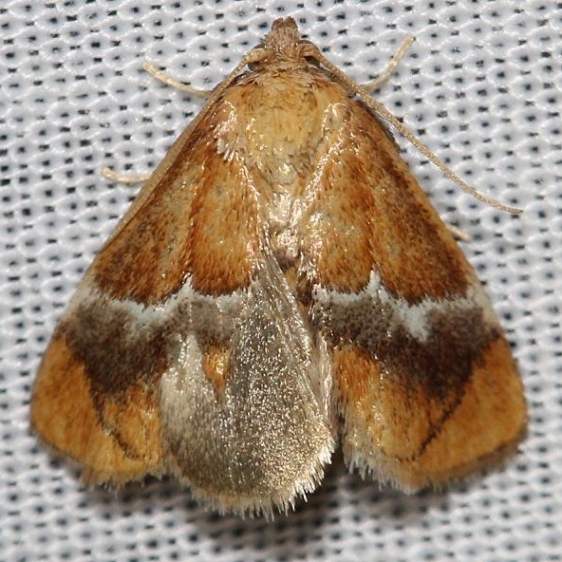 4665 Yellow-shouldered Slug Moth yard 6_16-12