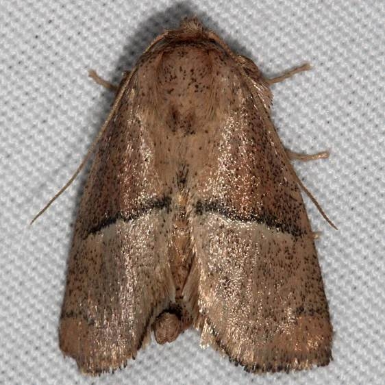 4668 Rectilinea Slug Moth Silver Lake Cypress Glenn Fl 3-16-15
