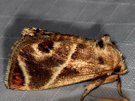 4669 Shagreened Slug Moth Copperhead firetower Shawnee St Pk 8-6-16 (53a)_opt