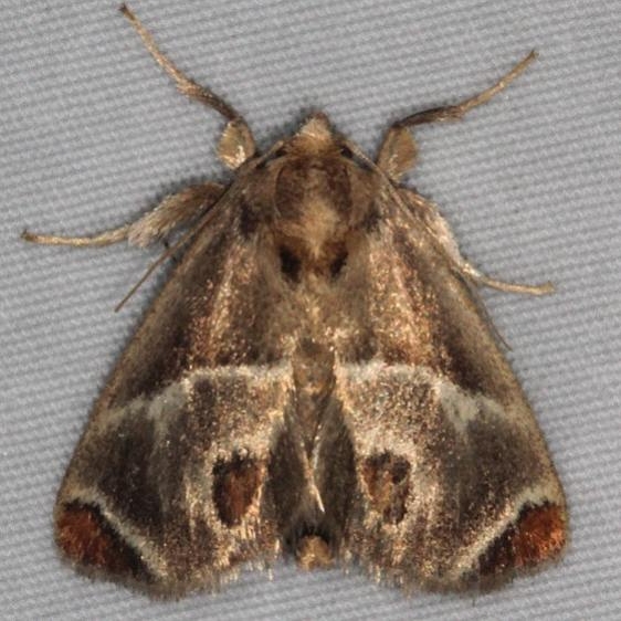 4669 Shagreened Slug Moth Turkey Lake Shawnee St Pk 6-12-15
