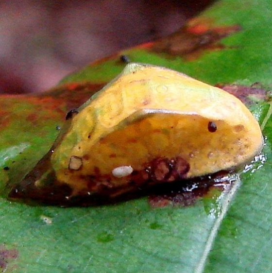 4671 Skiff Moth Caterpillar Jacob's Ladder State Nature Preserve Oh 9-23-09