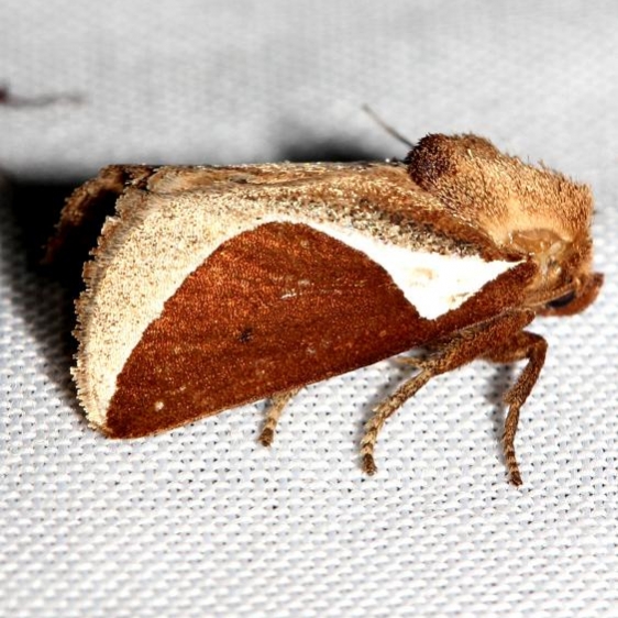 4671 Skiff Moth Lake Kissimmee St Pk Fl 2-26-13