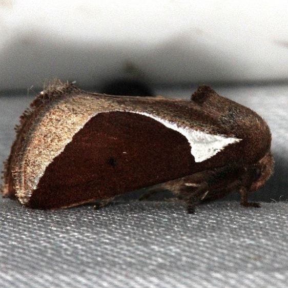 4671 Skiff Moth Prolimacodes badia Lucky Hammock Everglades 2-23-14