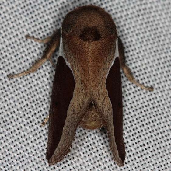 4671 Skiff Moth Prolimacodes badia Lucky Hammock Everglades 2-23-14
