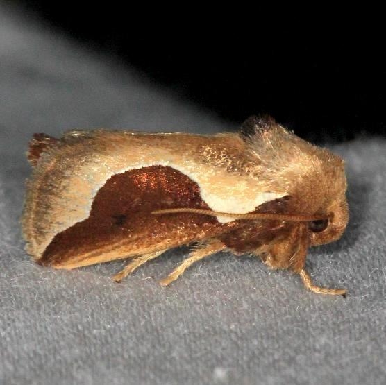4671 Skiff Moth yard 7-14-13
