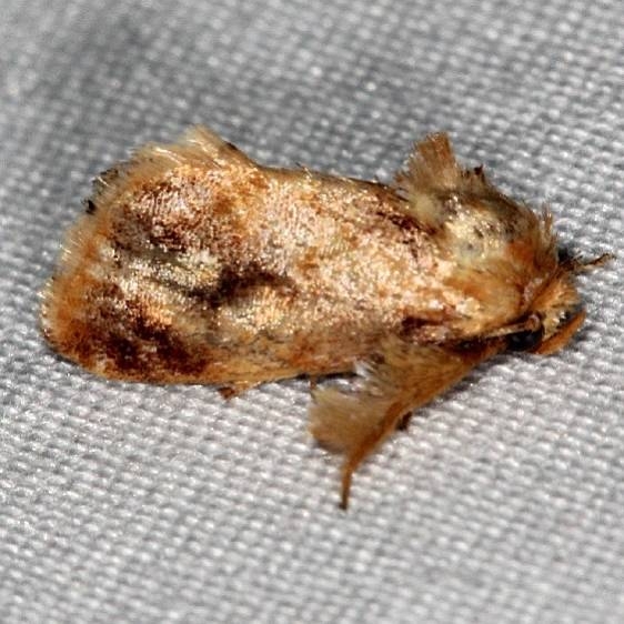 4675 Spun Glass Slug Moth Burr Oak St Pk at cabins Oh 6-27-14